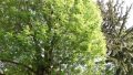 Grünblick von der Gartenterrasse